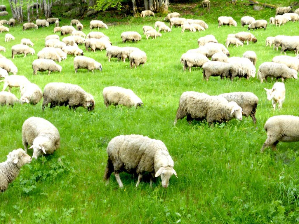 Gaestehaus Behabuehl Feldberg  Eksteriør bilde